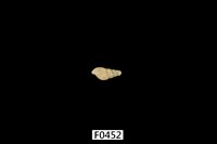 藏品(大錐蝸牛)的圖片